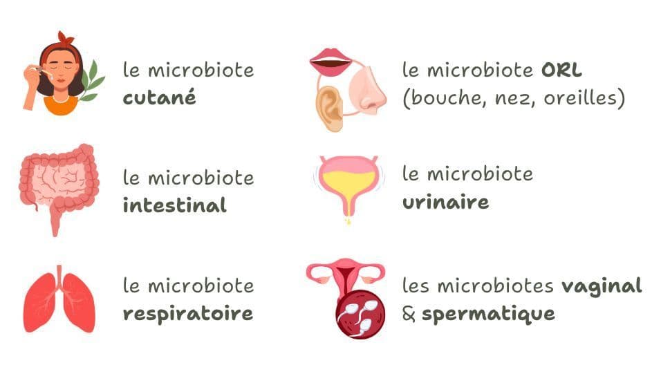 Représentation des principaux microbiotes humains : cutané, intestinal, urinaire, vaginal, spermatique, ORL (bouche, nez, oreilles) et respiratoire. Chaque microbiote joue un rôle clé dans la santé et la prévention des infections