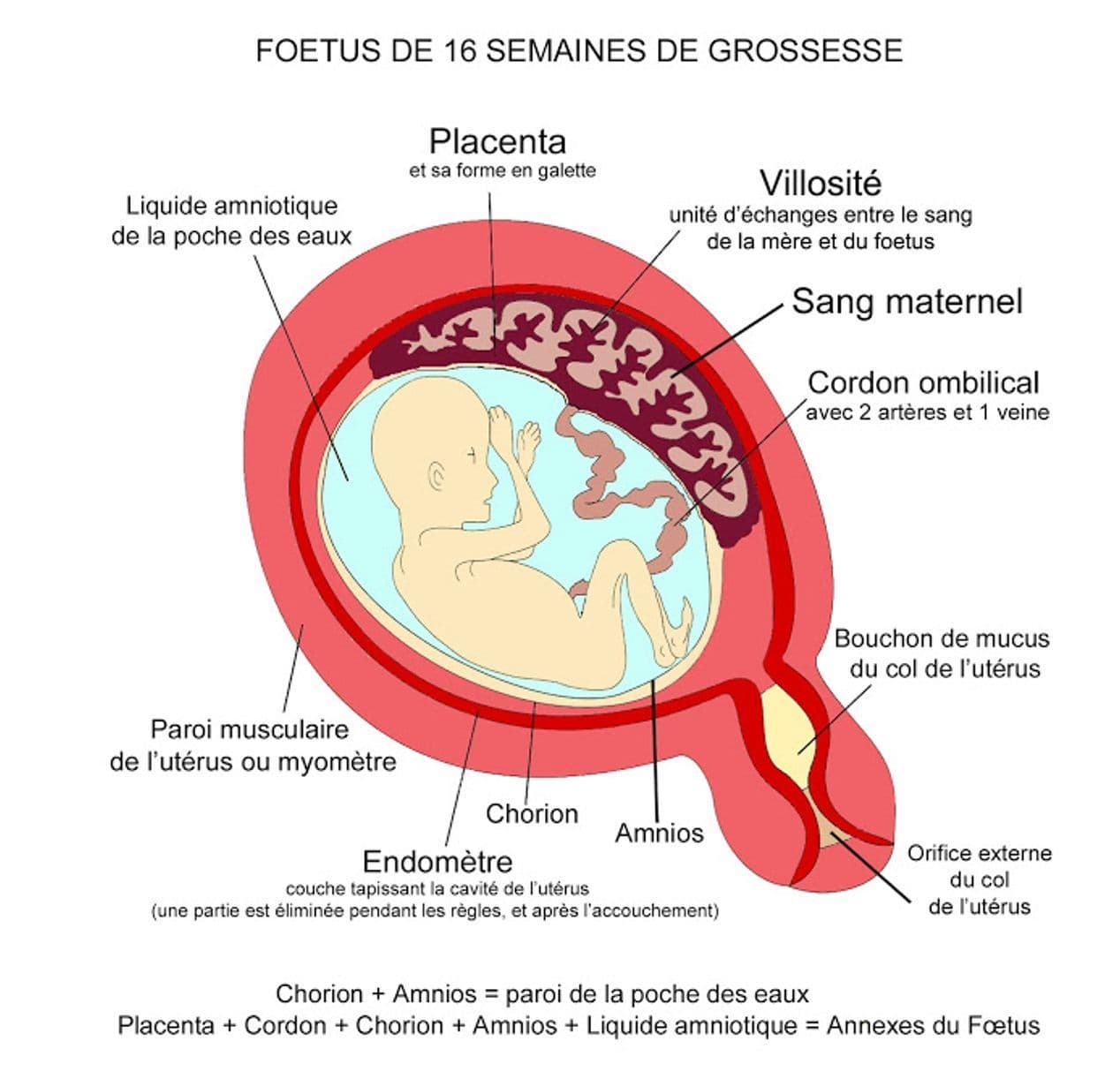 Schéma anatomique annoté d'un fœtus de 16 semaines in utero illustrant le placenta, le cordon ombilical, le liquide amniotique, l'endomètre et les membranes fœtales.