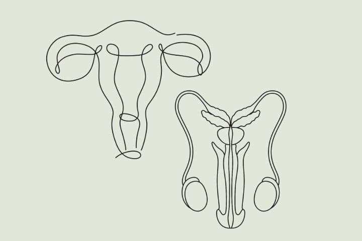Illustration de l'équilibre hormonal chez la femme et l'homme