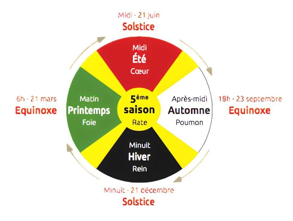 Roue des engendrements de la médecine traditionnelle chinoise illustrant les cinq éléments (Eau, Bois, Feu, Métal, Terre), leurs organes associés, les saisons et les points cardinaux, dans une approche naturopathique holistique.