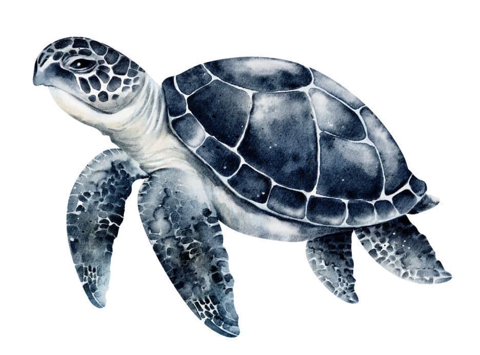 Tortue noire, symbole de l'hiver et de l'élément Eau en médecine traditionnelle chinoise, associée aux reins, à la longévité et à la sagesse.