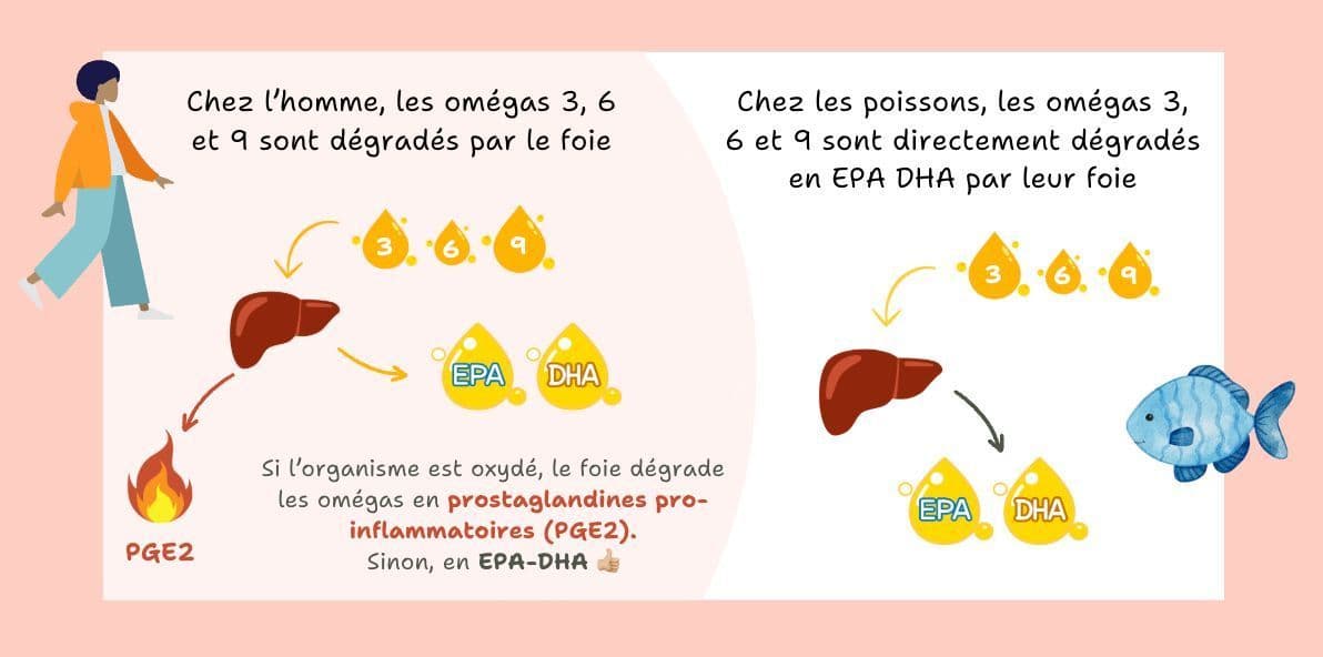 Les omégas 3 6 9 et EPA DHA naturopathie prostaglandines